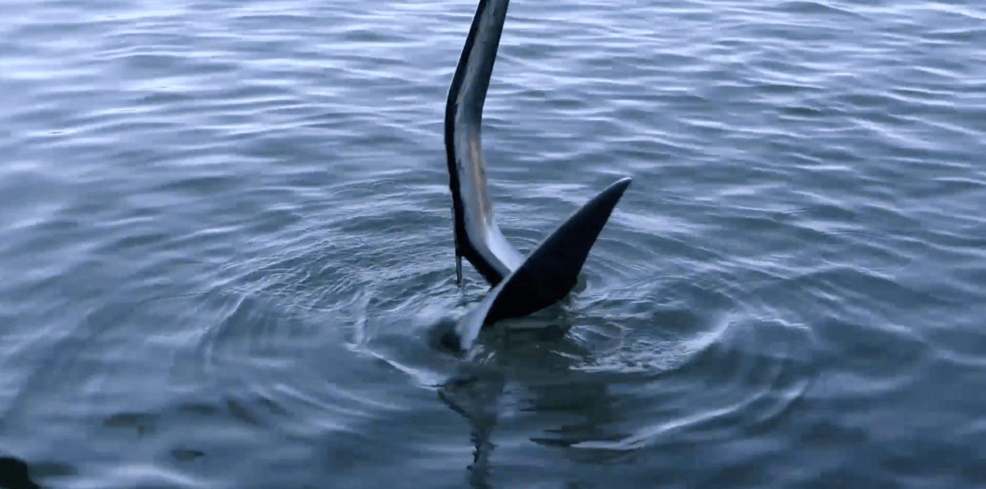 How To Anchor Anchoring Tips in Sydney Harbour Pacific Boating